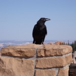 Corbeau à Agua Canyon