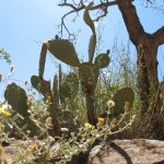 Cactus (Kayenta Trail)