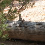 Écureuil terrestre doré (Queens Garden Trail)