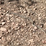 Serpent à identifier (Peekaboo Trail)