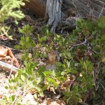 Repas de l’écureuil (Navajo Loop)