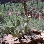 Cactus sur Kayenta Trail